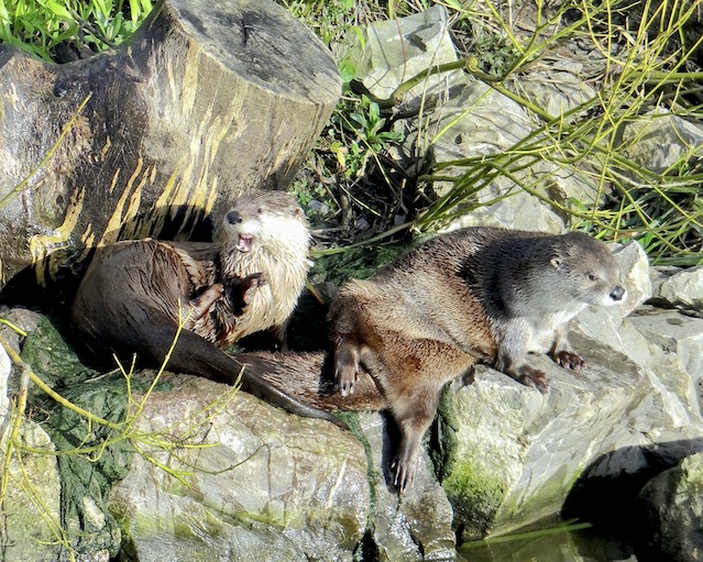 otter